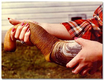 mollusco 2