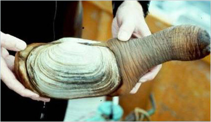 mollusco