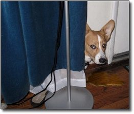 cane pipì2