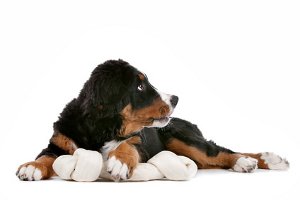 bone dog 2