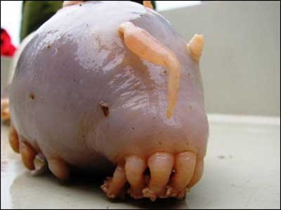 cucciolo di cthulhu