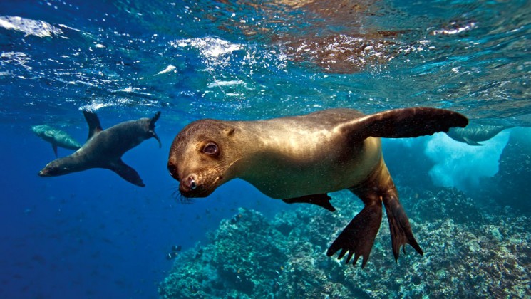 galapagos
