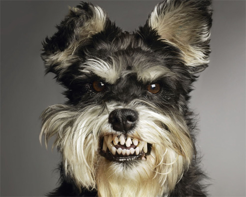 cane arrabbiato
