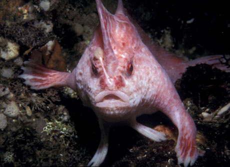 walking fish