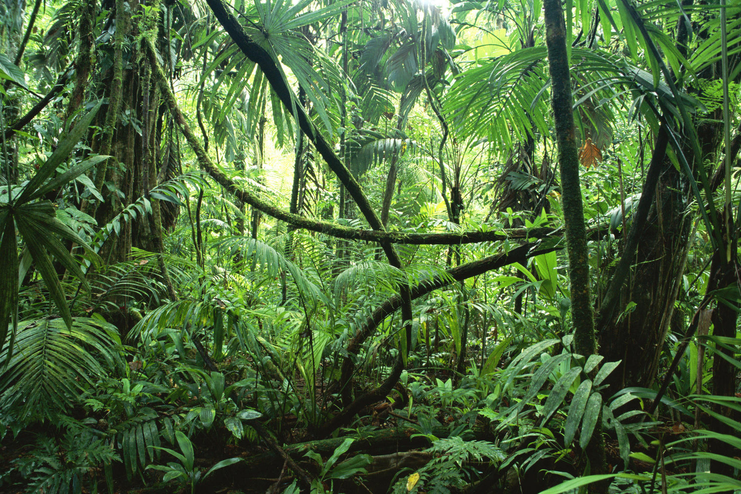 congo