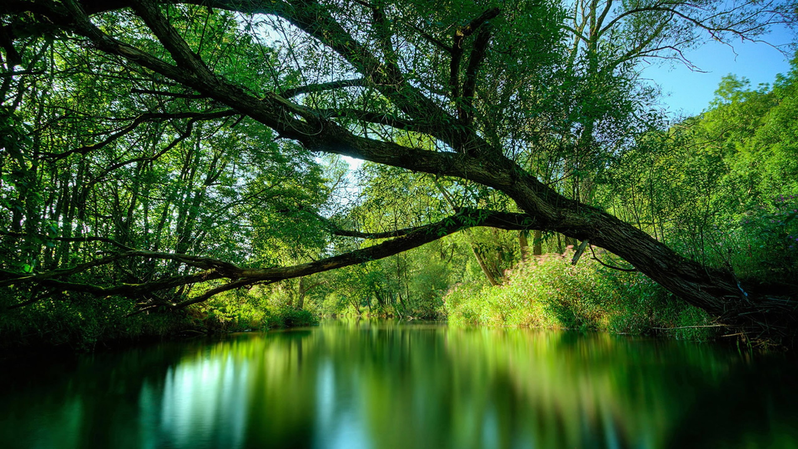brasil amazon