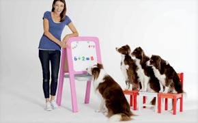 insegnante canino