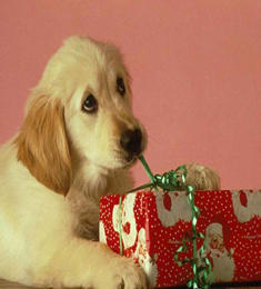 regalo cane