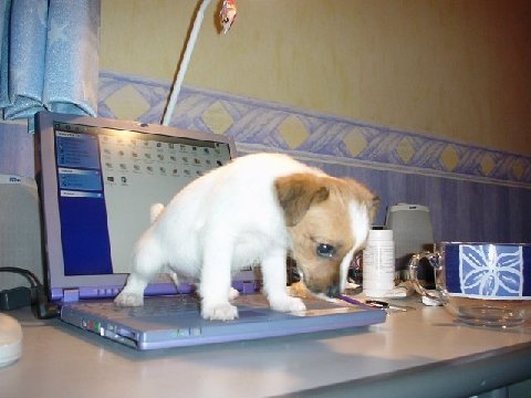 pipì di cane