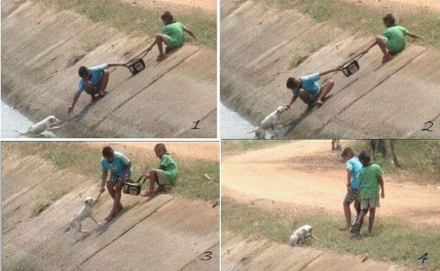 salvataggio di un cane