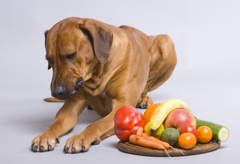 diet dog
