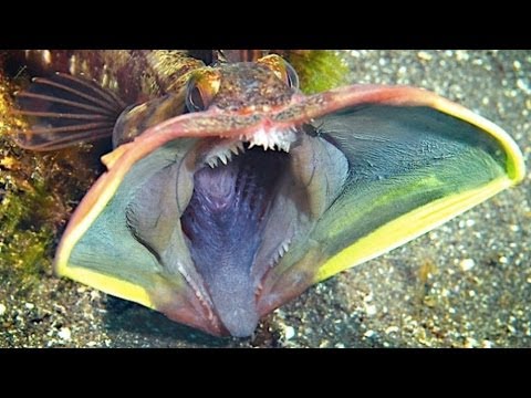 pesce predator