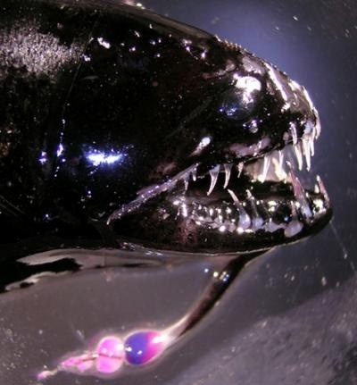 pesce xenomorfo