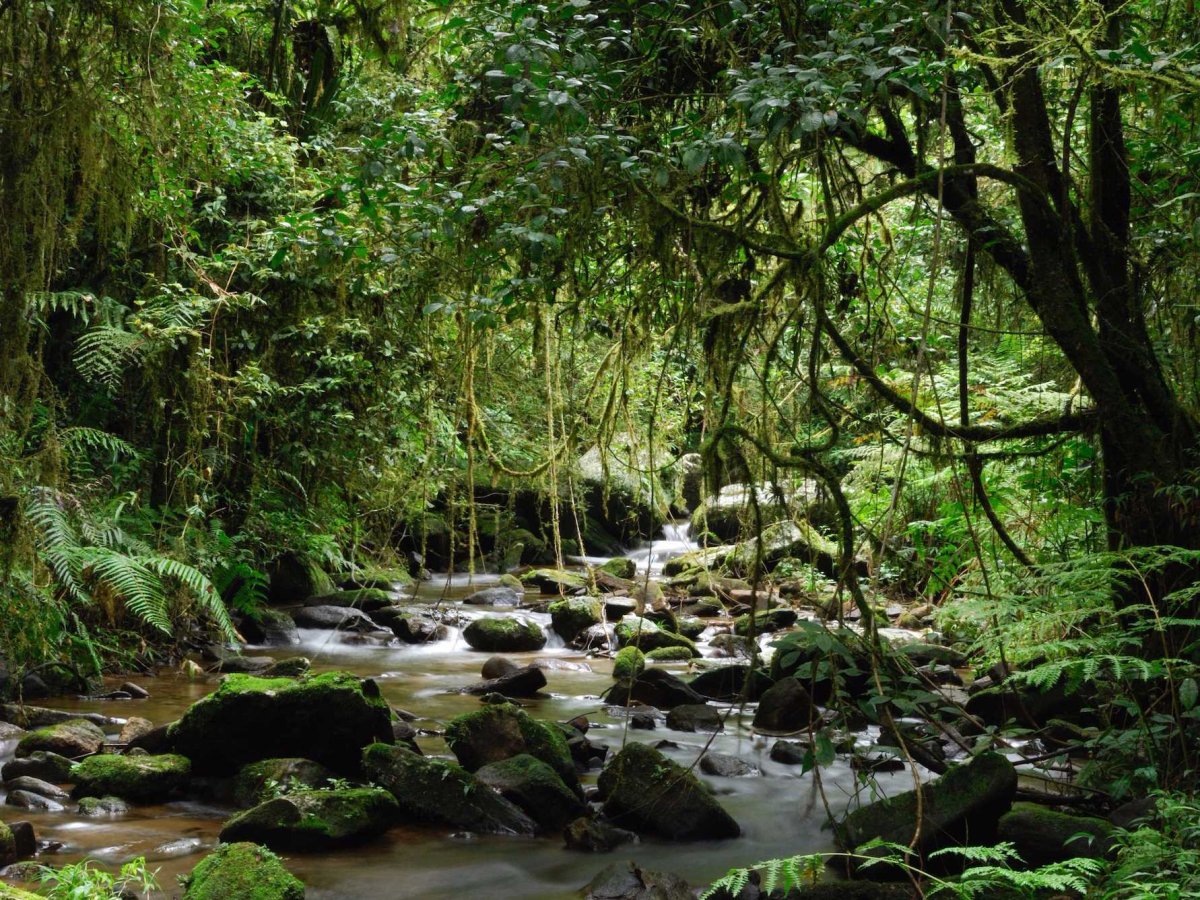 madagascars-forests