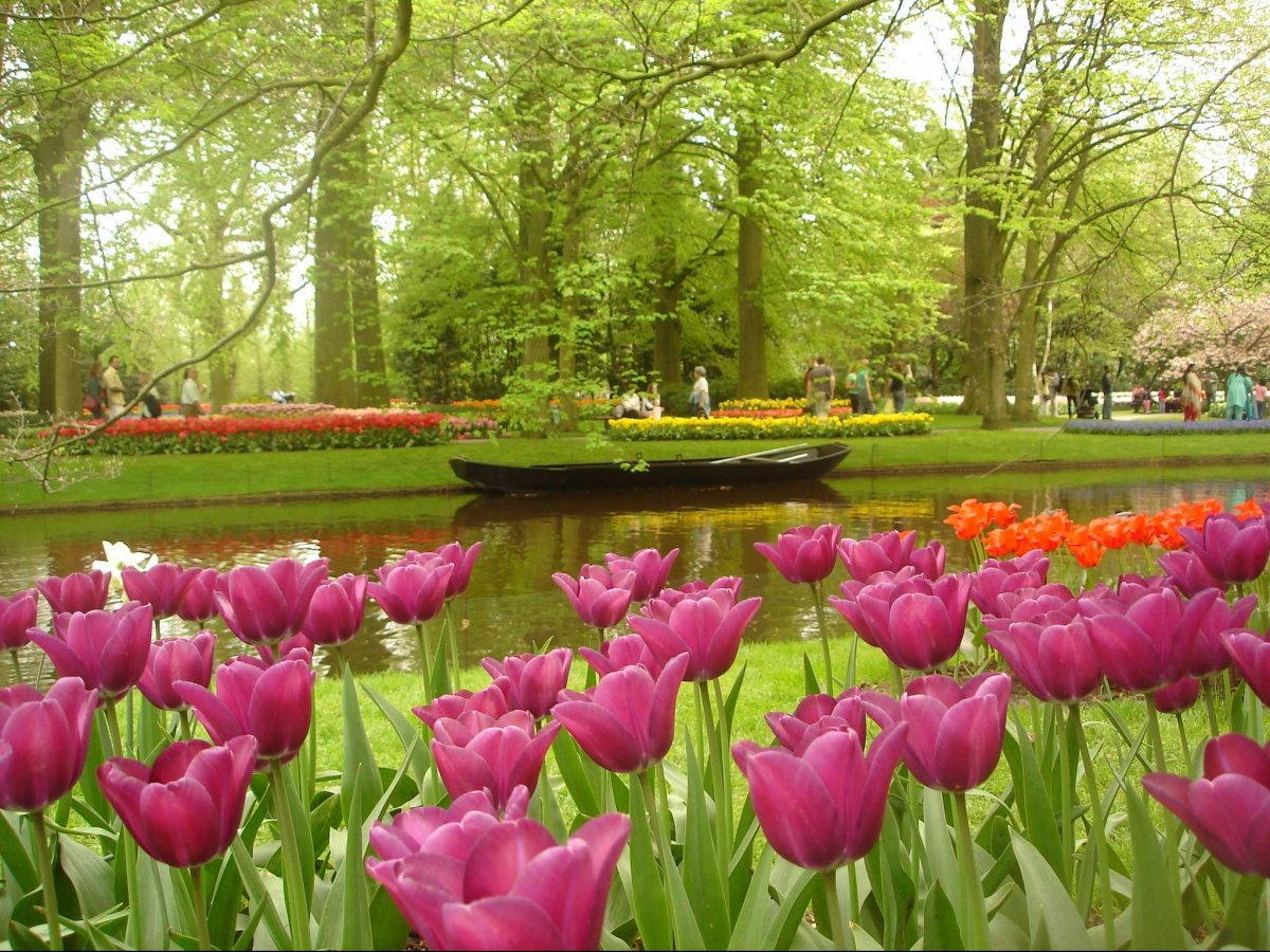 tulipani